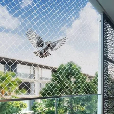 Pigeon blocked by a transparent balcony net