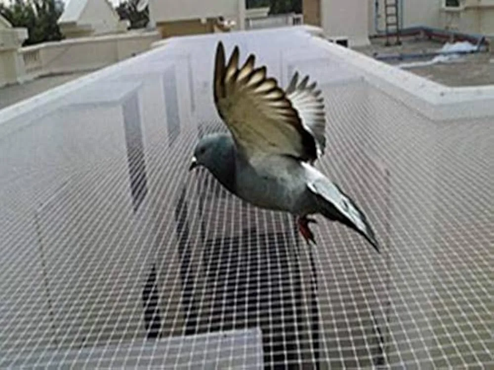 Pigeon kept out by a net sealed over an open terrace duct