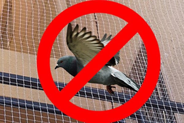 Benefits of Pigeon Nets Installation
