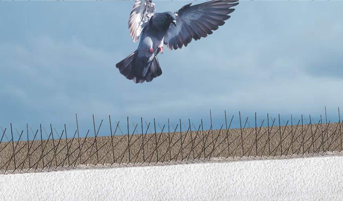 Bird spikes stopping a pigeon from landing on a parapet