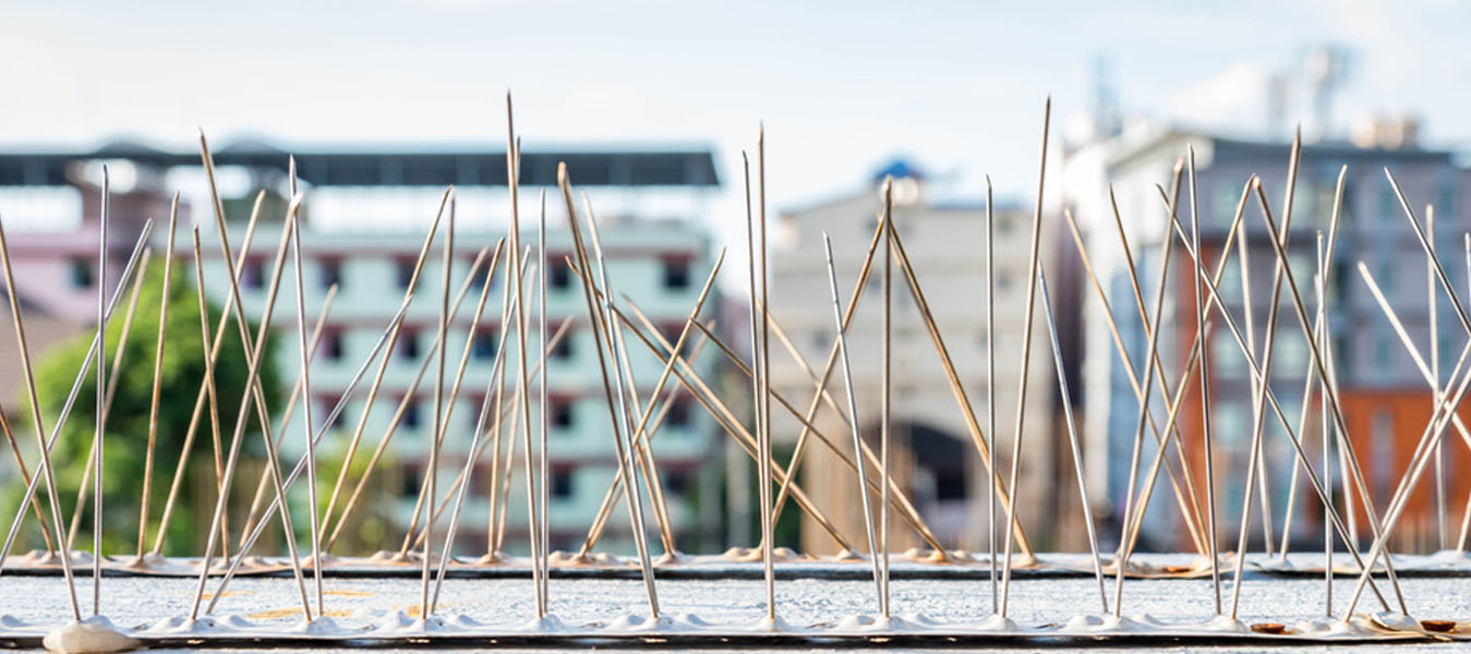 Bird spikes installation service in Chennai